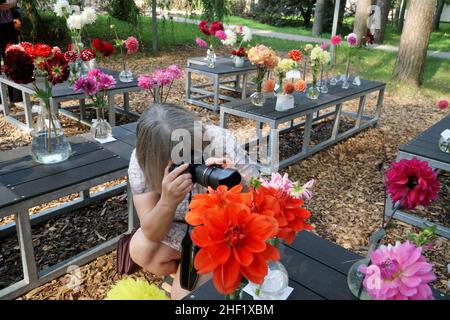 Hobbys und Leidenschaften für Senioren. Blumen- und Naturfotografie. Eine Frau fotografiert die bunten Blütenarten der Dahlia an einer Blume im Freien exhi Stockfoto