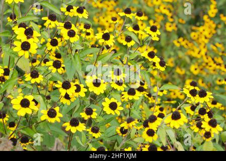 Rudbeckia triloba 'Blackjack Gold', goldene Blüten mit schwarzen Zapfen in einem Hüttengarten. VEREINIGTES KÖNIGREICH Stockfoto