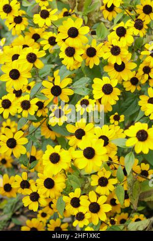 Rudbeckia triloba 'Blackjack Gold', goldene Blüten mit schwarzen Zapfen in einem Hüttengarten. VEREINIGTES KÖNIGREICH Stockfoto