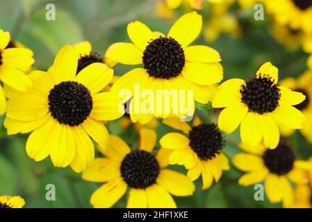 Rudbeckia triloba 'Blackjack Gold', goldene Blüten mit schwarzen Zapfen in einem Hüttengarten. VEREINIGTES KÖNIGREICH Stockfoto