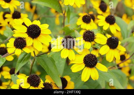 Rudbeckia triloba 'Blackjack Gold', goldene Blüten mit schwarzen Zapfen in einem Hüttengarten. VEREINIGTES KÖNIGREICH Stockfoto