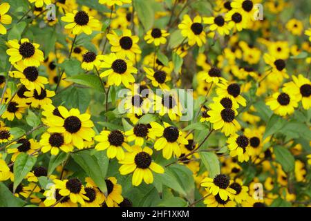 Rudbeckia triloba 'Blackjack Gold', goldene Blüten mit schwarzen Zapfen in einem Hüttengarten. VEREINIGTES KÖNIGREICH Stockfoto