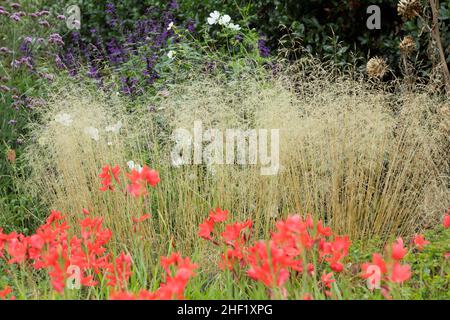 Deschampsia cespitosa 'Golden Veil' ornamental grass with hesperantha Coccinea in autumn border. Also called Deschampsia cespitosa 'Goldschleier'. UK Stockfoto