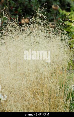 Deschampsia cespitosa 'Golden Veil' ornamental grass with hesperantha Coccinea in autumn border. Also called Deschampsia cespitosa 'Goldschleier'. UK Stockfoto