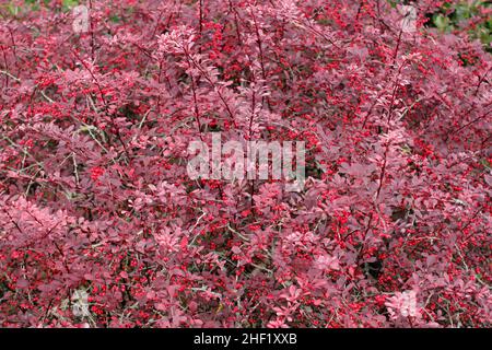 Berberis 'Rosy Glow' im Herbst. Beeren und Herbstblätter von Berberis thunbergii atropurpurea 'Rose Glow'. Auch als japanische Berberitze, Großbritannien, bezeichnet Stockfoto