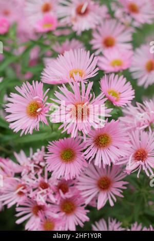 Aster „Harrington's Pink“. Symphyotrichum novae-angliae 'Harrington's Pink New England Astern Blume. VEREINIGTES KÖNIGREICH Stockfoto