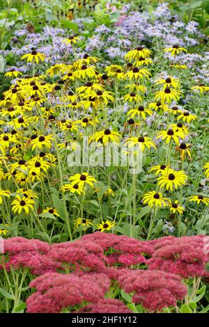 Sedum, rudbeckias und Aster in einem herbstlichen Gartenrand. Von vorne nach hinten: Sedum 'Autumn Joy', Rudbeckia 'Goldsturm' und Aster 'Monch'. VEREINIGTES KÖNIGREICH Stockfoto