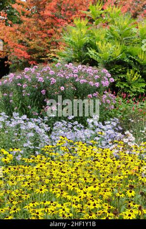 Die Aster und die Rudbeckien in der herbstlichen Grenze. Von vorne nach hinten: Rudbeckia 'Goldsturm', Aster 'Monch', Aster 'Harington's Pink', Mahonia 'Wintersonne'. Stockfoto