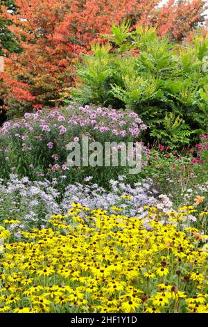 Die Aster und die Rudbeckien in der herbstlichen Grenze. Von vorne nach hinten: Rudbeckia 'Goldsturm', Aster 'Monch', Aster 'Harington's Pink', Mahonia 'Wintersonne'. Stockfoto