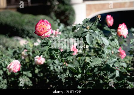 Rosenstrauch mit rosa Blüten und grünem Laub in einem Garten Stockfoto