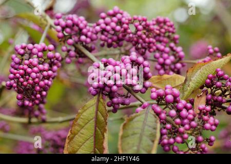 Callicarpa „Überfülle“. Lila Beeren von Callicarpa bodinieri var. giraldii ‘profusion’ beautyberry im Herbst in Großbritannien Stockfoto