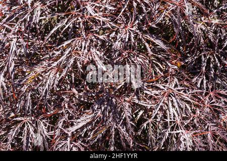 Crimson Queen Japanese Maple (Acer palmatum var. dissectum 'Crimson Queen') ist ein niedrig verzweigter Zwergbaum mit einer zarten, weinenden Form. Das Laub ho Stockfoto