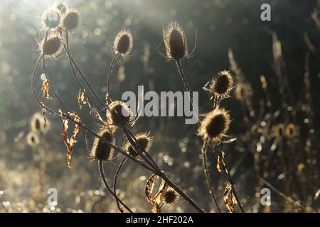 Winterlandschaft an einem frühen Januarmorgen in Essex, Großbritannien, 2021. Gewöhnliche Teasele / Dipsacus fullonum Stockfoto