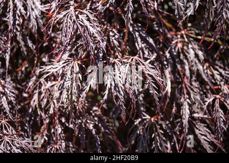 Crimson Queen Japanese Maple (Acer palmatum var. dissectum 'Crimson Queen') ist ein niedrig verzweigter Zwergbaum mit einer zarten, weinenden Form. Das Laub ho Stockfoto