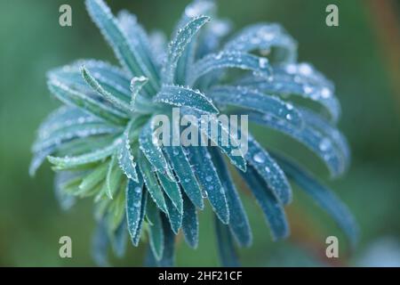 Essex, Großbritannien. Wetter. Januar 13th 2022. Ein früher Frost bedeckt Garten Pflanzen heute Morgen Stockfoto