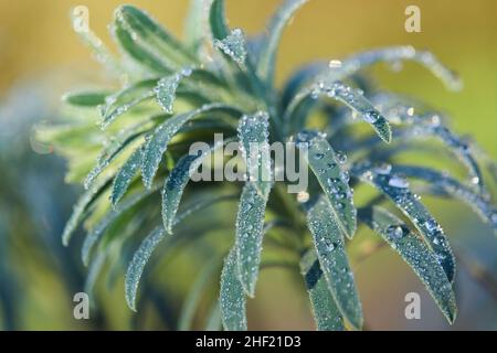 Essex, Großbritannien. Wetter. Januar 13th 2022. Ein früher Frost bedeckt Garten Pflanzen heute Morgen Stockfoto