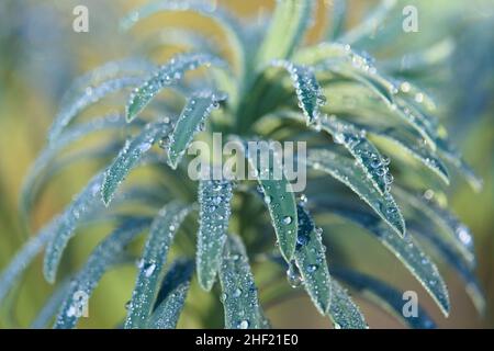 Essex, Großbritannien. Wetter. Januar 13th 2022. Ein früher Frost bedeckt Garten Pflanzen heute Morgen Stockfoto