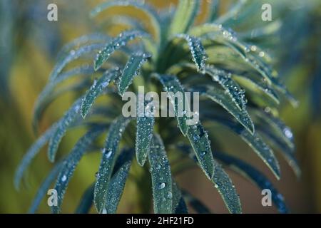 Essex, Großbritannien. Wetter. Januar 13th 2022. Ein früher Frost bedeckt Garten Pflanzen heute Morgen Stockfoto