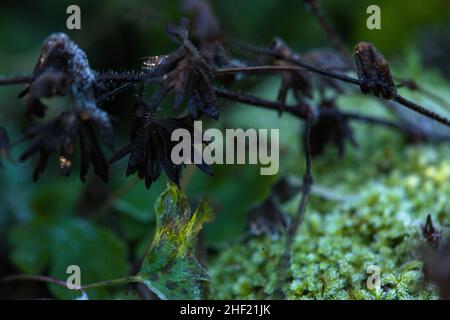 Essex, Großbritannien. Wetter. Januar 13th 2022. Frostbedeckter Sukulengarten. Stockfoto