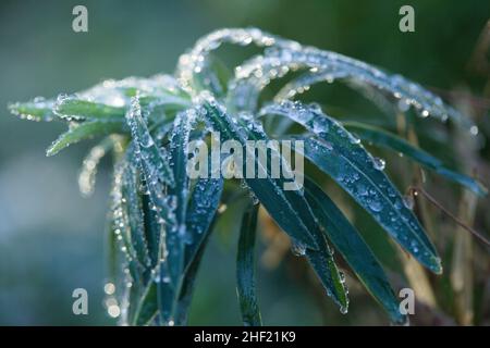 Essex, Großbritannien. Wetter. Januar 13th 2022. Ein früher Frost bedeckt Garten Pflanzen heute Morgen Stockfoto