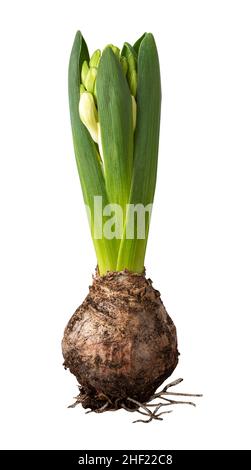 Weiße, frische Hyazinthe wächst im Frühjahr Stockfoto