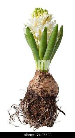 Weiße, frische Hyazinthe wächst im Frühjahr Stockfoto