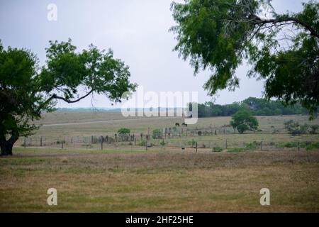 King Ranch und seltene Vögel aus Südtexas im Frühling Stockfoto