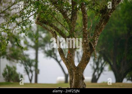 Seltene Vögel von Südtexas im Frühling Stockfoto