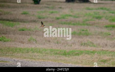 Seltene Vögel von Südtexas im Frühling Stockfoto