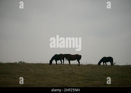 Pferde auf der Norias Division der King Ranch in Texas, USA Stockfoto