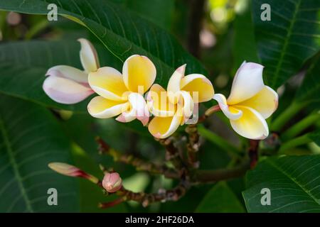 Tropische Frangipani blüht in einem Cluster, umgeben von eigenen üppigen Blättern, exotischer Flora, die in Laubsträuchern oder kleinen Bäumen wächst Stockfoto
