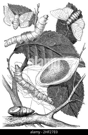 Seidenmotte, Bombyx mori, anonym (Zoologiebuch, 1873), Maulbeerspinner: Ausgewachste Tiere, Seidenraupe und Puppe, Bombyx du Mûrier Stockfoto