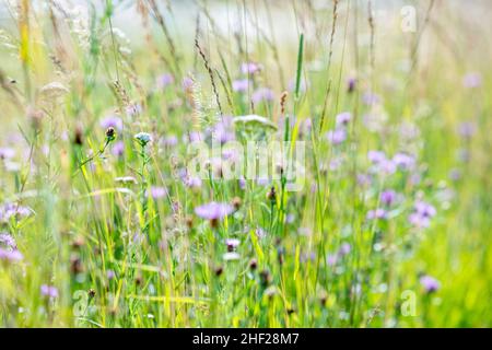 Vektor-Textur von Pflanzen mit Fliederblüten Blüten und viel Grün und Gelb Stockfoto