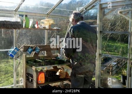 Mann Gärtner in einem Gewächshaus im Winter Januar Aussaat Bohnen Bohnensamen und Salatsamen auf einer Gartenbank ländlichen Wales UK KATHY DEWITT Stockfoto