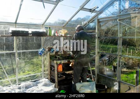 Mann Gärtner in einem Gewächshaus im Winter Januar Aussaat Bohnen Bohnensamen und Salatsamen auf einer Gartenbank ländlichen Wales UK KATHY DEWITT Stockfoto