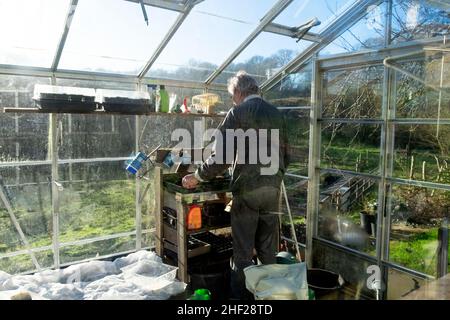 Mann Gärtner in einem Gewächshaus im frühen Frühjahr Aussaat Bohnen Bohnensamen und Salatsamen auf einer Gartenbank ländlichen Wales UK KATHY DEWITT Stockfoto