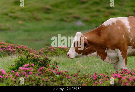 Nahaufnahme einer Kuh auf einer Wiese mit Blumen Stockfoto
