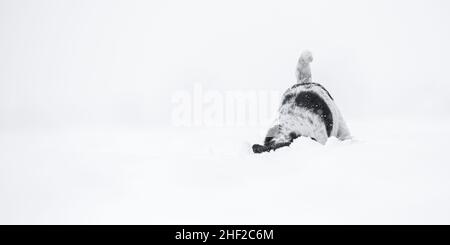 Jack Russell Terrier -ein kleiner niedlicher Hund frisst im Winter Schnee auf einer Wiese, gräbt oder folgt einem Pfad Stockfoto