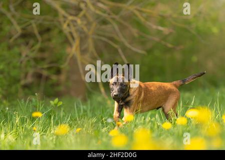 Malinois Welpenhund auf einer grünen Wiese mit Melonen im Frühling. Welpen sind 12 Wochen alt. Stockfoto