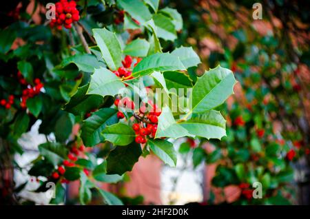 Nahaufnahme einer Mistelpflanze in einem Garten in Washington DC, USA. Makrofotografie von Pflanzen und Blumen. Rote und grüne Farben Stockfoto