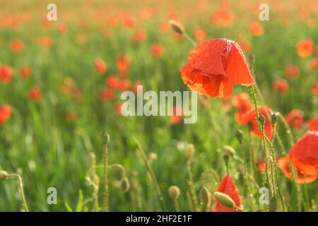 Schönes rot leuchtenden Mohnblumen nach einem Gewitter. Viele Regen fällt auf die Blumen. Stockfoto