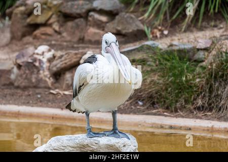 Nahaufnahme eines australischen Pelikans, Pelecanus auffallillatus, der auf einem Felsbrocken sitzt, mit Bill auf der Brust und Gesicht auf der Linse Stockfoto