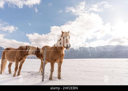Haflinger Pferde auf dem Winter Wiese und Gipfeln im Hintergrund. Stockfoto