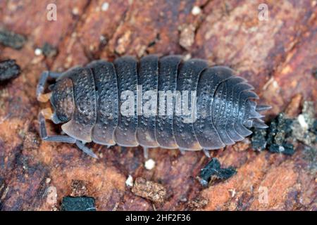 Gemeine raue Holzhäuser, Porcellio Scaber auf Holz Stockfoto