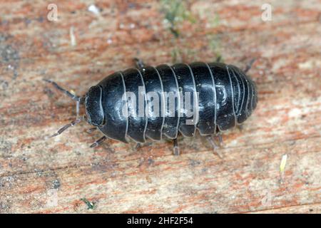 Armadillidium vulgare, die gewöhnliche Pillenwanze, Kartoffelwanze, gewöhnliche Pillenwanze, Roly-Poly, slater, Doodle Bug oder Zimmermann, ist ein weit verbreiteter Europäer Stockfoto