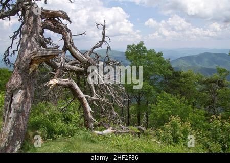 Ein großer toter Baumschnäpfel überblickt im Sommer die malerischen Appalachen und schafft einen Lebensraum für einheimische Tiere und Vögel Stockfoto