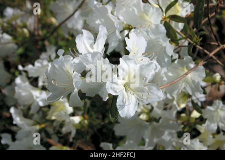 Nahaufnahme von zarten weißen Azaleen-Blüten im Frühjahr mit offenen Blütenblättern und hervorstehenden Pistolen und Staubgefäßen Stockfoto