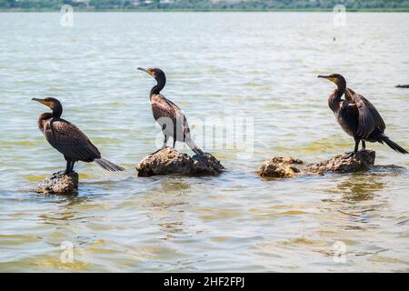 Drei große Kormorane, Phalacrocorax carbo, stehen auf einem Stein am Ufer des Meeres. Der große Kormoran, Phalacrocorax carbo, bekannt als der große Schwarze Stockfoto