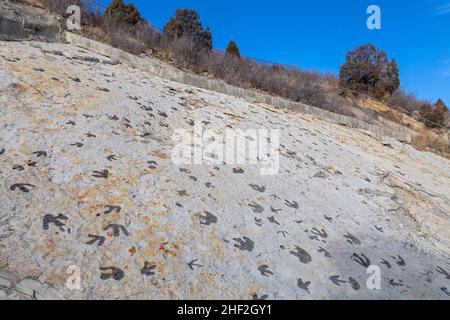 Morrison, Colorado - Dinosaur Ridge. Besucher können Hunderte von Dinosaurierspuren entlang des Bergrückens sehen, westlich von Denver. Die Spuren von Entenschnabel Stockfoto