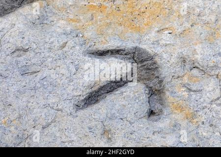 Morrison, Colorado - die Spuren eines orthinomimiden, eines allesfressenden Dinosauriers, am Dinosaur Ridge. Besucher können Hunderte von Dinosaurier-Fußabdrücken entlang t sehen Stockfoto